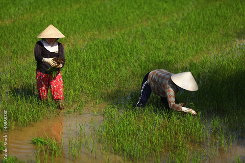 Photo: Women working on a rice paddy field in Vietnam Women working on a rice paddy field in Vietnam
