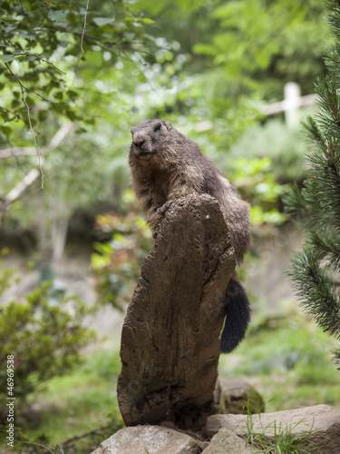 Photo: marmotte 2 marmotte 2