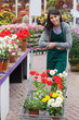 Garden center employee pushing trolley