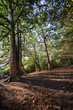 forest colors