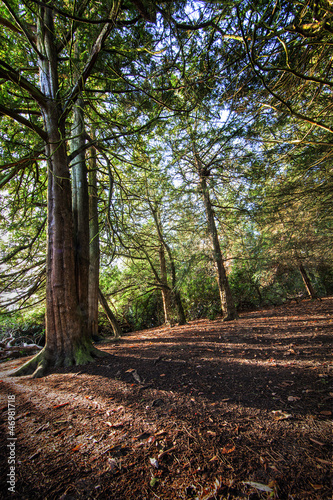Photo: forest colors forest colors
