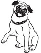 pug black and white