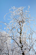 Hoarfrost tree