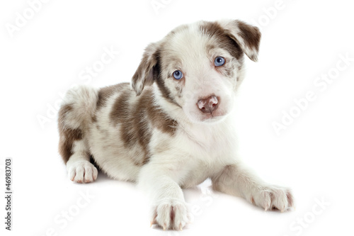 Photo: puppy border collie puppy border collie