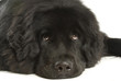 Newfoundland dog - Neufundländer