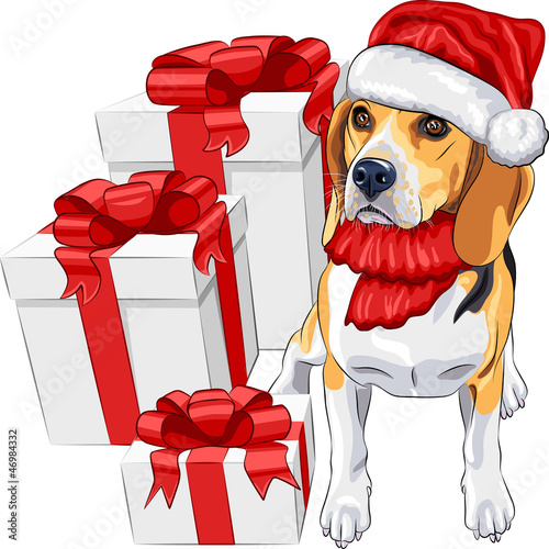 Vector: vector dog Beagle in the hat of Santa Claus with Christmas gifts vector dog Beagle in the hat of Santa Claus with Christmas gifts