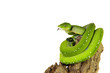 Python, Baumpython