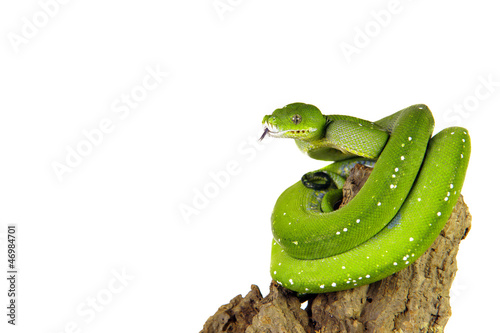 Photo: Python, Baumpython Python, Baumpython