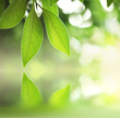 Green leaves over zen water background