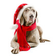santa dog isolated on white background