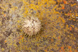 Sea Urchin Shell