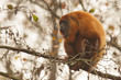 Mantled howler (Alouatta seniculus) howling