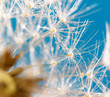 poetic dandelion with dew