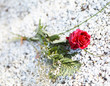 Rote Rose auf Grab