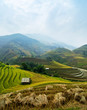 Rice fields of terraced in Vietnam