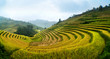rice field on terraced in mountain. Terraced rice fields in Viet