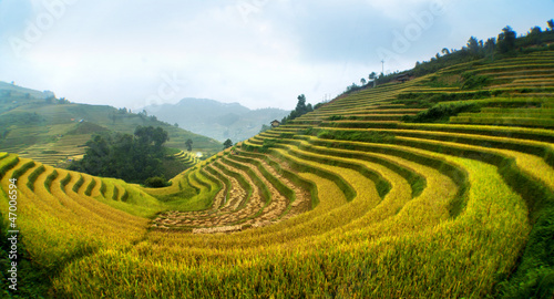 Photo: rice field on terraced in mountain. Terraced rice fields in Viet rice field on terraced in mountain. Terraced rice fields in Viet
