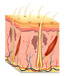 Human hair structure anatomy illustration. Vector