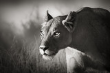 Lioness stalking - Fine Art prints