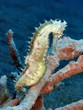 cavalluccio