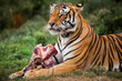 Bengal tiger