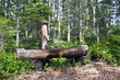 Alter Baum als Brunnen