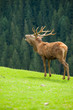 Hirsch