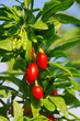 Goji Beere - goji berry 01