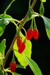 Goji Beere - goji berry 10