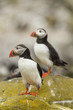 Papageitaucher (Fratercula arctica)