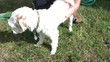 Small Dog Being Washed Outside