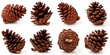 Pine cones on white background