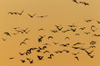 Gänse im Flug am Abendhimmel