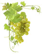 grappe de raisin blanc