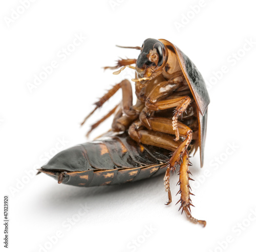 Photo: Cockroach sitting against white background Cockroach sitting against white background