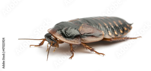 Photo: Cockroach against white background Cockroach against white background