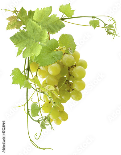 Photo: grappe de raisin blanc grappe de raisin blanc
