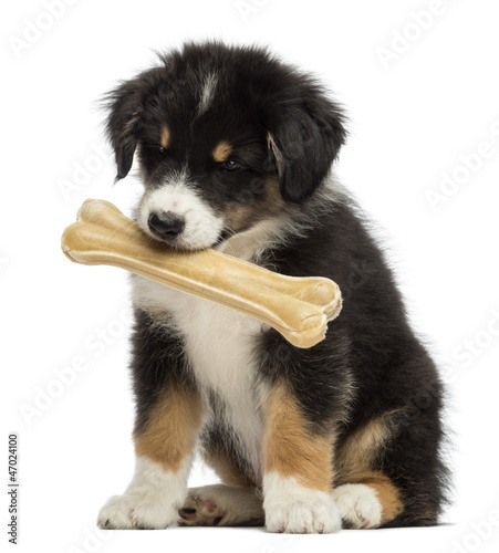 Photo: Australian Shepherd puppy, 2 months old, sitting Australian Shepherd puppy, 2 months old, sitting
