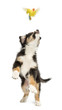 Australian Shepherd puppy, 2 months old, leaping