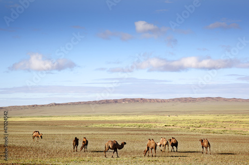 Photo: camels in the Gobi Desert camels in the Gobi Desert
