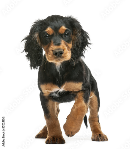 Photo: Working Cocker Spaniel, 10 weeks old, looking at camera Working Cocker Spaniel, 10 weeks old, looking at camera