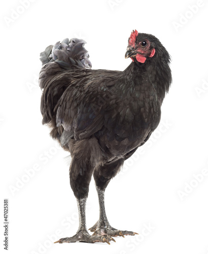 Photo: Australorp, 5 months old, against white background Australorp, 5 months old, against white background
