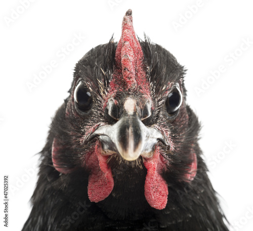 Photo: Close-up of an Australorp, 5 months old Close-up of an Australorp, 5 months old