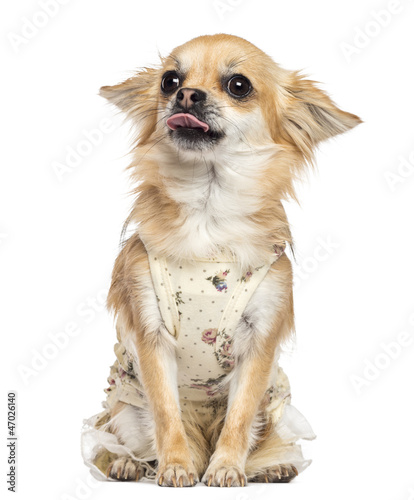 Photo: Chihuahua, 1 year old, dressed, sitting Chihuahua, 1 year old, dressed, sitting