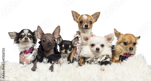 Photo: Chihuahuas dressed and lying on white fur Chihuahuas dressed and lying on white fur