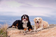 Two precious pets resting in the top of a mountain