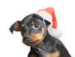 Dog in Santa hat