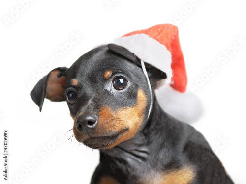 Photo: Dog in Santa hat Dog in Santa hat