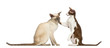 Two Oriental Shorthair sitting, one giving friendly tap