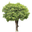 Mango Tree